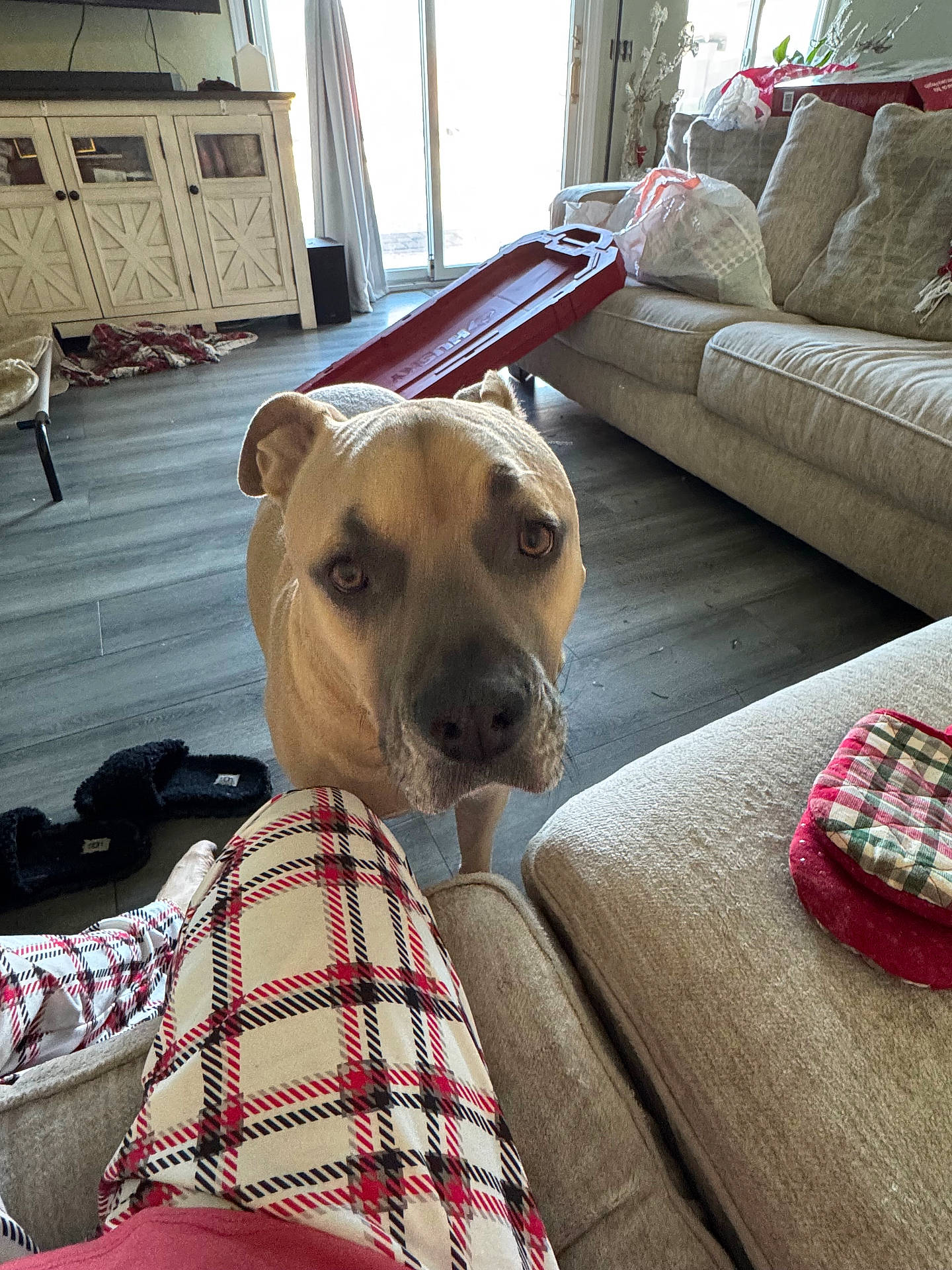 Sonny Corinthos is registered to the contest to win money with this photo: blanket, canine, cozy, curious, curtains, decor, dog, floor, furniture, home, indoor, light, living_room, pajamas, pet, plaid, sled, slippers, sofa, window