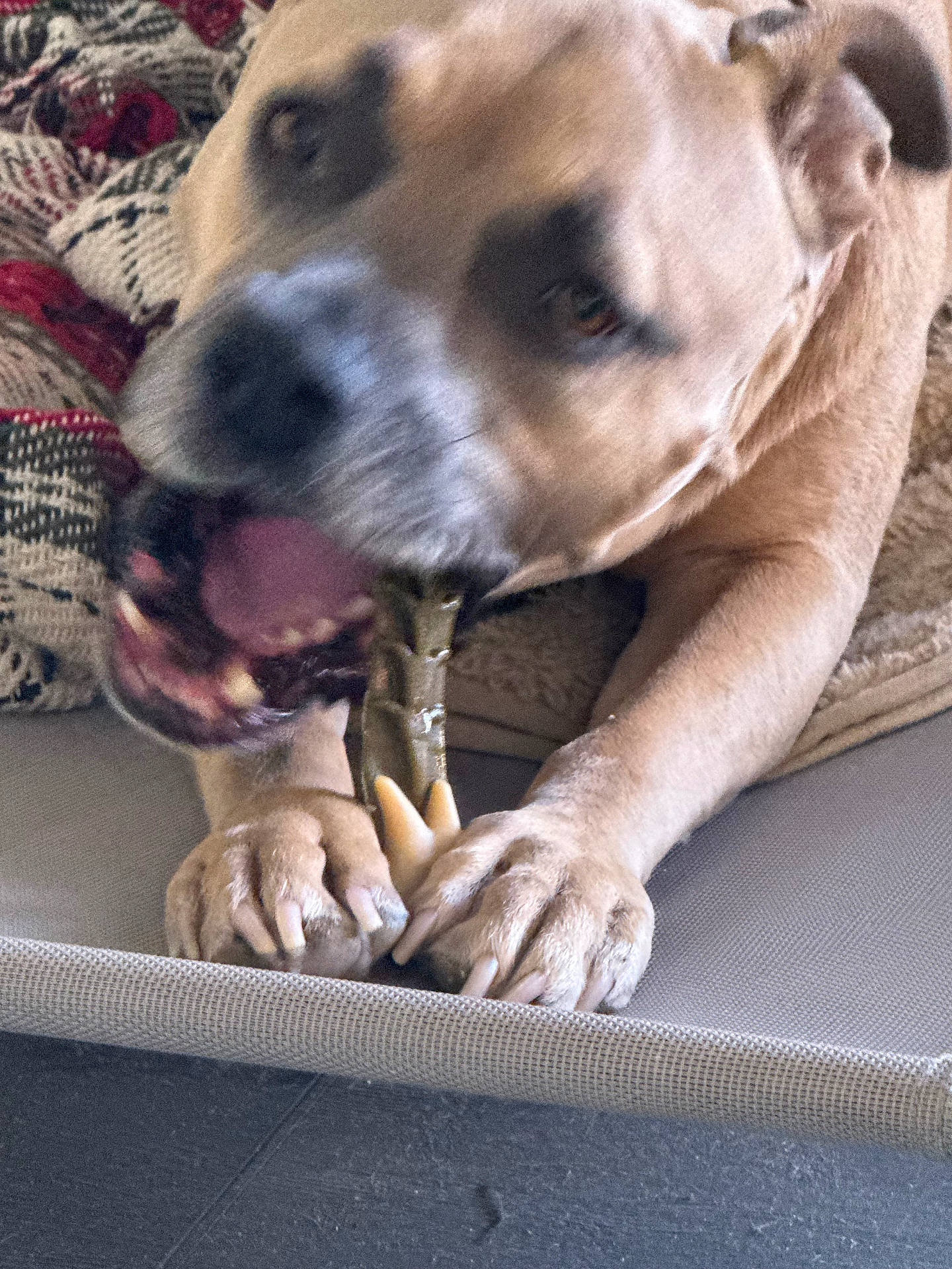 Sonny Corinthos joined the competition — help win amazing prizes! animal, brown_dog, canine, chewing, claws, closeup, couch, dog, fur, furniture, home, indoor, motion_blur, mouth_open, paws, pet, playful, relaxing, resting, toy