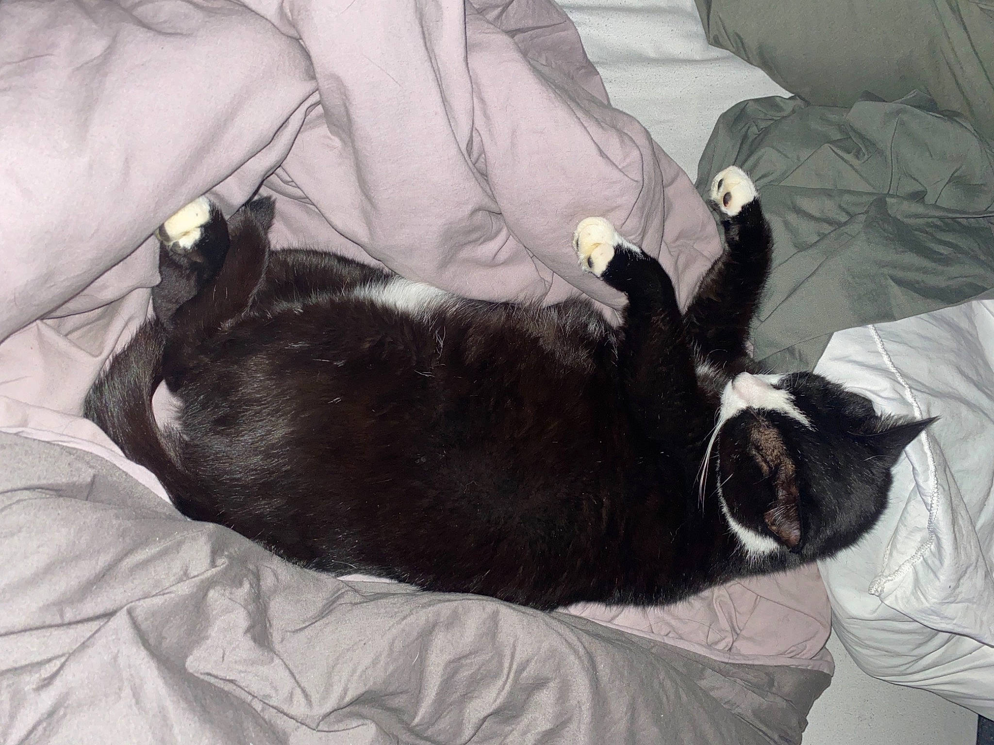 Weed participe au concours pour gagner de l'argent avec cette photo : bedding, black_cat, canidae, carnivore, cat, comfort, companion_dog, dog_breed, domestic_short_haired_cat, felidae, fur, grey, linens, paw, small_to_medium_sized_cats, snout, sporting_group, tail, terrestrial_animal, whiskers