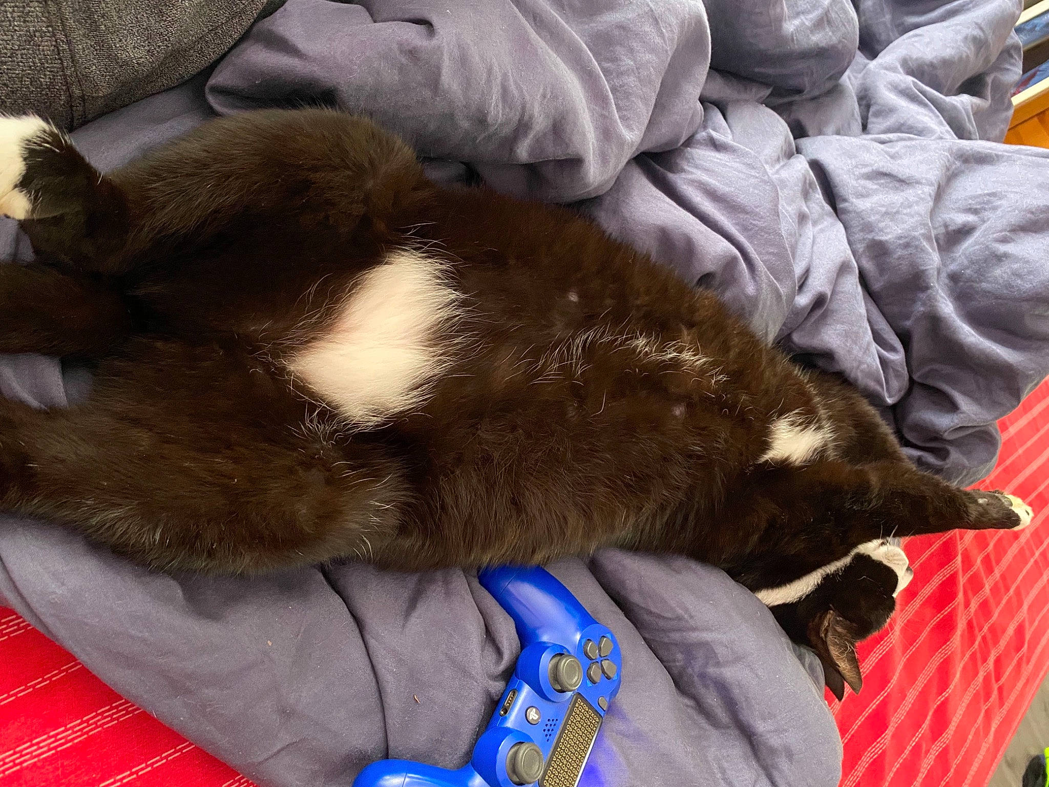 Weed a rejoint le concours — aidez-le/la à gagner de superbes lots ! carnivore, cat, claw, comfort, dog_breed, domestic_short_haired_cat, electric_blue, felidae, fur, small_to_medium_sized_cats, sporting_group, tail, terrestrial_animal, whiskers, working_animal