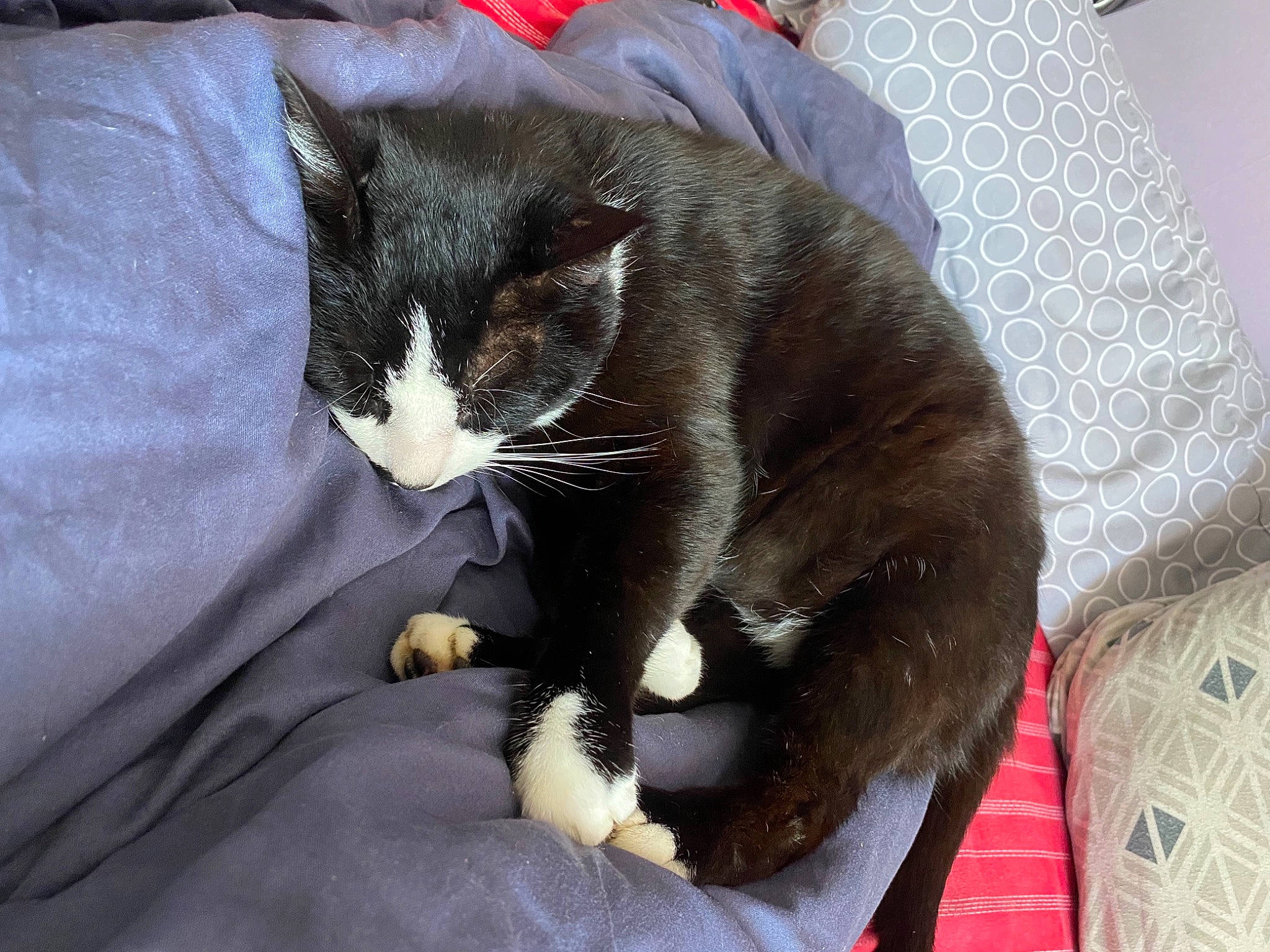 Weed a rejoint le concours — aidez-le/la à gagner de superbes lots ! black_cat, carnivore, cat, cat_supply, claw, comfort, domestic_short_haired_cat, felidae, fur, grey, lap, nap, paw, sitting, small_to_medium_sized_cats, snout, tail, whiskers