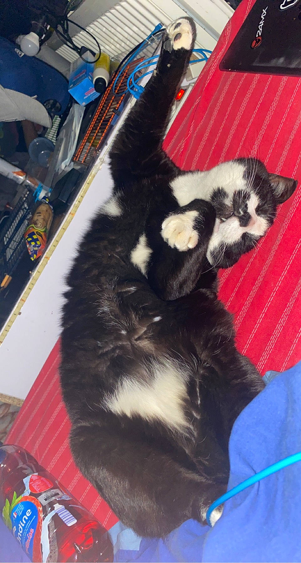 Weed a rejoint le concours — aidez-le/la à gagner de superbes lots ! canidae, carmine, carnivore, claw, companion_dog, dog_breed, felidae, foot, fur, small_to_medium_sized_cats, snout, sporting_group, tail, terrestrial_animal, whiskers, working_animal