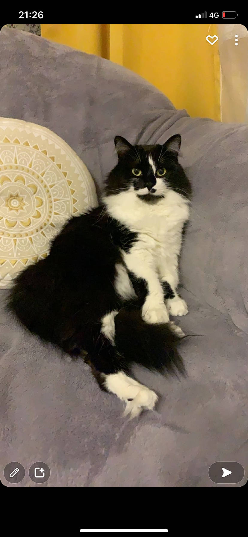 Minouch participe au concours pour gagner de l'argent avec cette photo : black_cat, carnivore, cat, claw, comfort, domestic_short_haired_cat, felidae, flooring, foot, formal_wear, fur, paw, sitting, small_to_medium_sized_cats, snout, tail, terrestrial_animal, whiskers, window