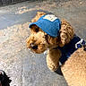 animal, blue_cap, brick_wall, canine, concrete, curly_coat, cute, dog, fashionable, fluffy, golden, harness, hat, leash, looking_up, outdoor, pet, portrait, puppy, urban
