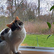 Paloma is registered to the contest to win money with this photo: cat, windowsill, window, screen, leaf, plant, greenery, tree, grass, outdoor, indoor, pet, animal, curious, feline, nature, wood, calm, daylight, house