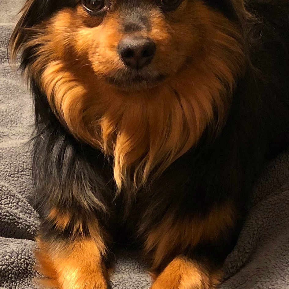 Gypsy