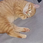 Whisky a rejoint le concours — aidez-le/la à gagner de superbes lots ! abyssinian, angora, animal, cat, couch, furniture, kitten, manx, person, pet, plywood, siamese, sleeping, wood