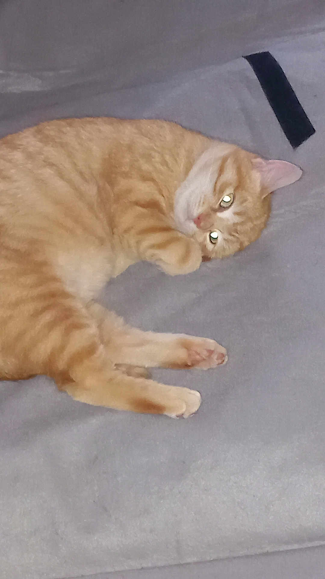 Whisky a rejoint le concours — aidez-le/la à gagner de superbes lots ! abyssinian, angora, animal, cat, couch, furniture, kitten, manx, person, pet, plywood, siamese, sleeping, wood