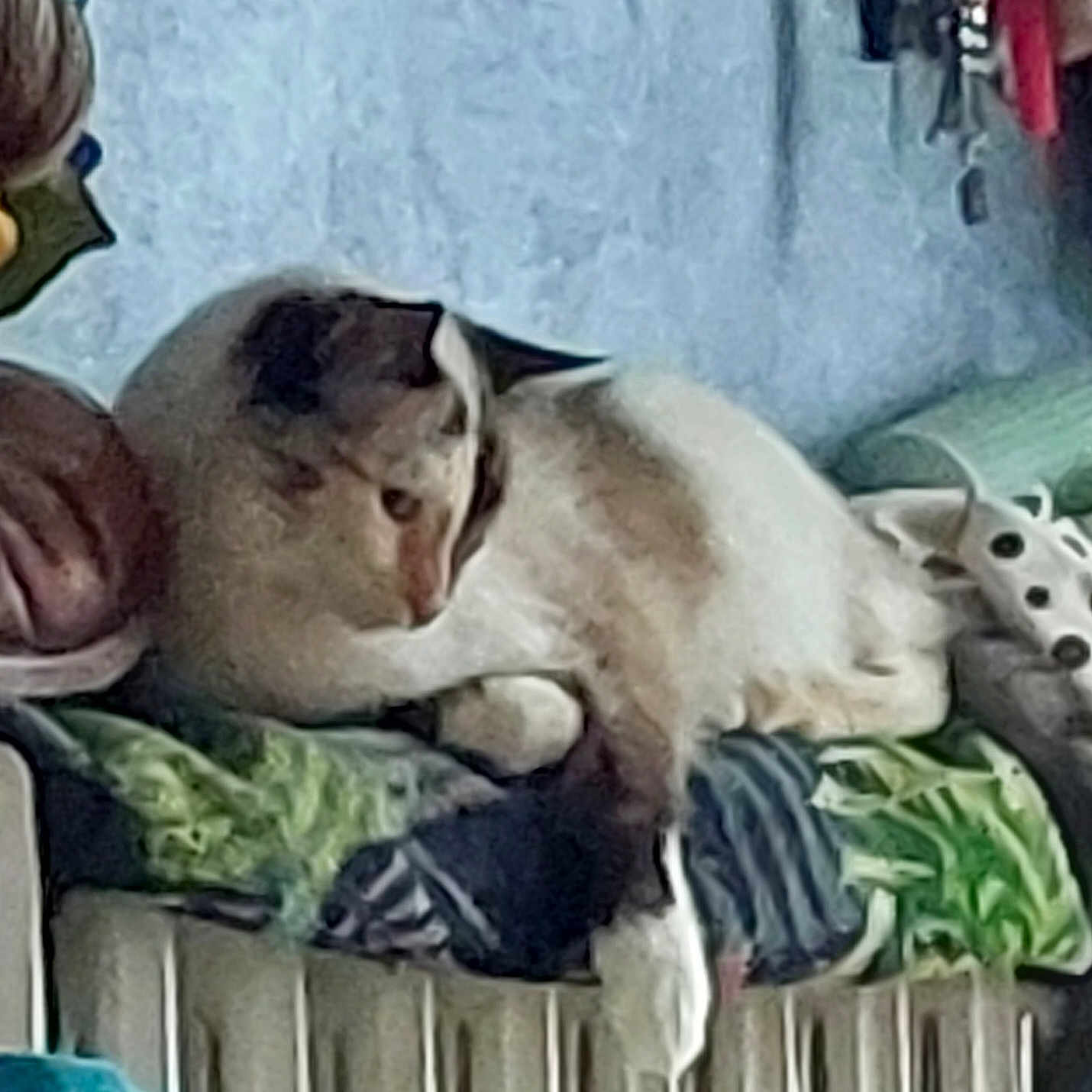 Rosie participe au concours pour gagner de l'argent avec cette photo : animal, bed, cat, chair, child, couch, cushion, face, female, furniture, girl, head, homedecor, kitten, manx, person, pet, photography, siamese, sleeping
