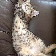 Balou participe au concours pour gagner de l'argent avec cette photo : kitten, cat, tabby, sleeping, stretching, feline, pet, animal, leather_couch, indoor, relaxed, cute, fur, whiskers, paw, resting, cozy, adorable, young_cat, mammal