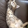 kitten, cat, tabby, sleeping, stretching, feline, pet, animal, leather_couch, indoor, relaxed, cute, fur, whiskers, paw, resting, cozy, adorable, young_cat, mammal