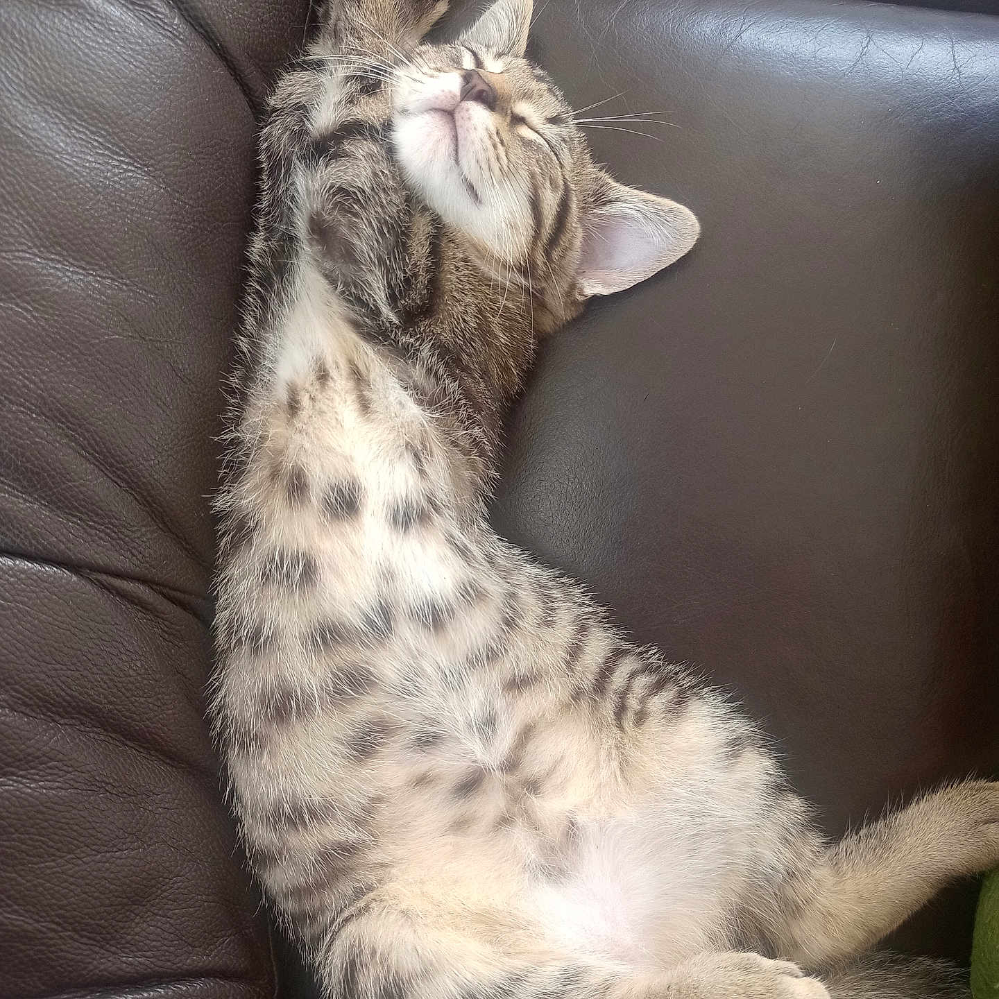 Balou participe au concours pour gagner de l'argent avec cette photo : kitten, cat, tabby, sleeping, stretching, feline, pet, animal, leather_couch, indoor, relaxed, cute, fur, whiskers, paw, resting, cozy, adorable, young_cat, mammal
