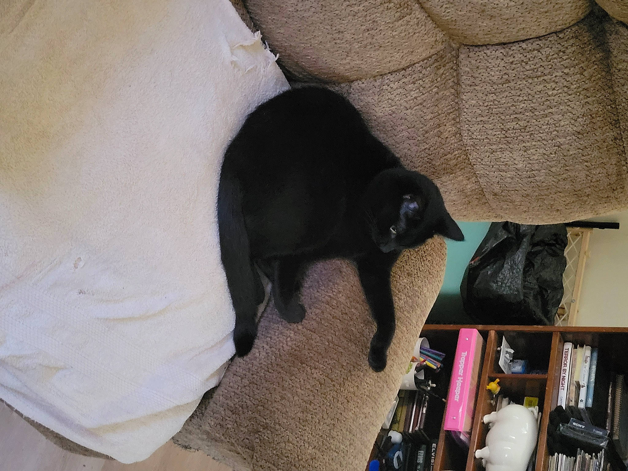 Bella joined the competition — help win amazing prizes! black_cat, bombay, canidae, carnivore, comfort, companion_dog, dog, dog_breed, felidae, flooring, non_sporting_group, pet_supply, shelf, small_to_medium_sized_cats, snout, sporting_group, tail, terrestrial_animal, working_animal