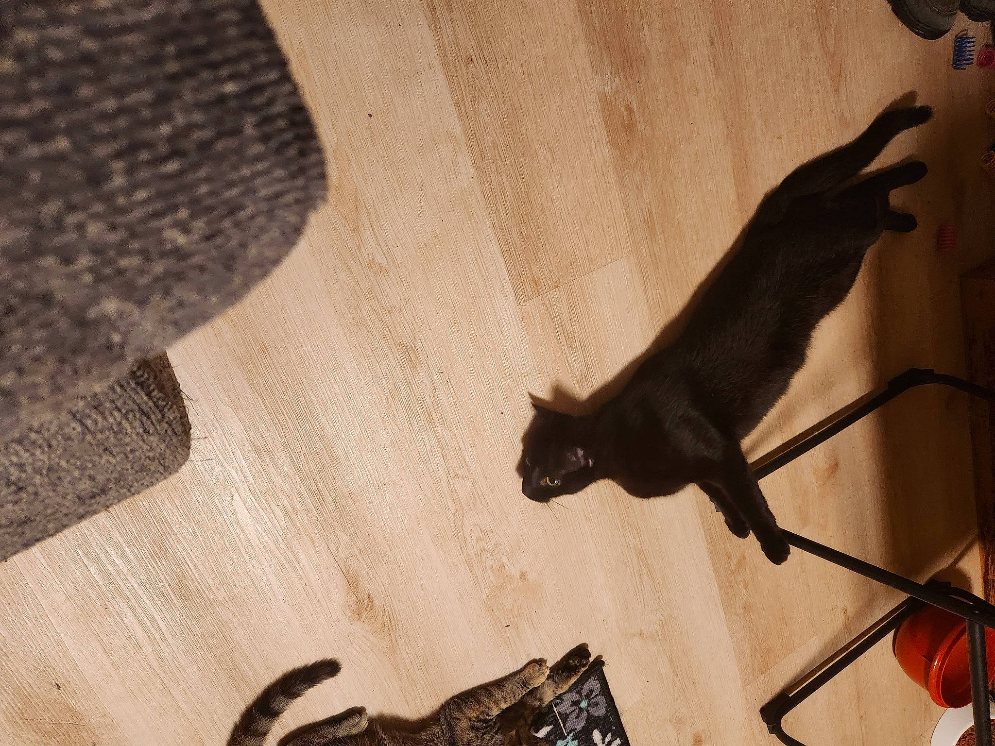 Bella is registered to the contest to win money with this photo: black_cat, bombay, carnivore, cat, domestic_short_haired_cat, fawn, felidae, flooring, foot, hardwood, human_leg, metal, plant, shadow, small_to_medium_sized_cats, tail, tints_and_shades, tree, whiskers, wood