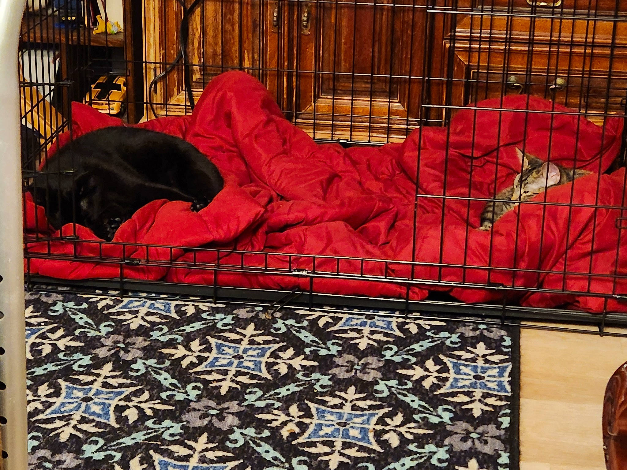 Bella is registered to the contest to win money with this photo: art, brick, cage, carmine, comfort, flooring, font, illustration, linens, metal, mural, painting, pattern, pet_supply, rectangle, room, textile, tints_and_shades, visual_arts, wood