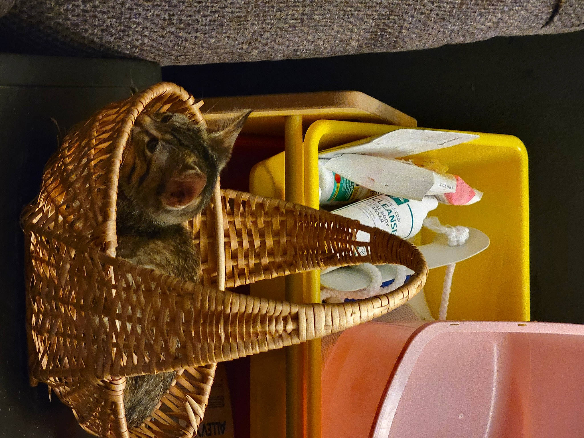 Nellybell is registered to the contest to win money with this photo: audio_equipment, basket, circle, eyewear, fashion_accessory, hat, mask, metal, personal_protective_equipment, room, skull, sunglasses, terrestrial_animal, tourist_attraction, wicker, wood