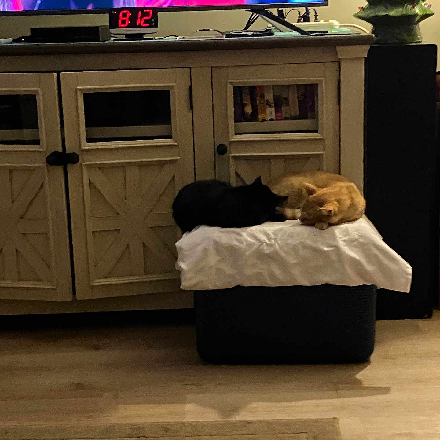 Midnight And Bo