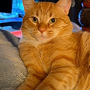 Tank is registered to the contest to win money with this photo: cat, tabby_cat, orange_cat, ginger_cat, feline, pet, animal, portrait, close_up, indoors, cozy, blanket, lounging, sitting, paws, whiskers, ears, green_eyes, fur, home