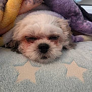 Cookie is registered to the contest to win money with this photo: dog, puppy, sleeping, fluffy, small_dog, shih_tzu, face, closed_eyes, nose, fur, blanket, bed, bedding, cozy, indoors, portrait, resting, cute, pet, nap