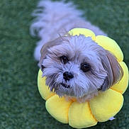Thaïs a rejoint le concours — aidez-le/la à gagner de superbes lots ! dog, pet, flower_collar, yellow, fluffy, cute, grass, outdoor, animal, portrait, looking_up, small_dog, fur, adorable, nature, green_background, soft_focus, close_up, face, eyes