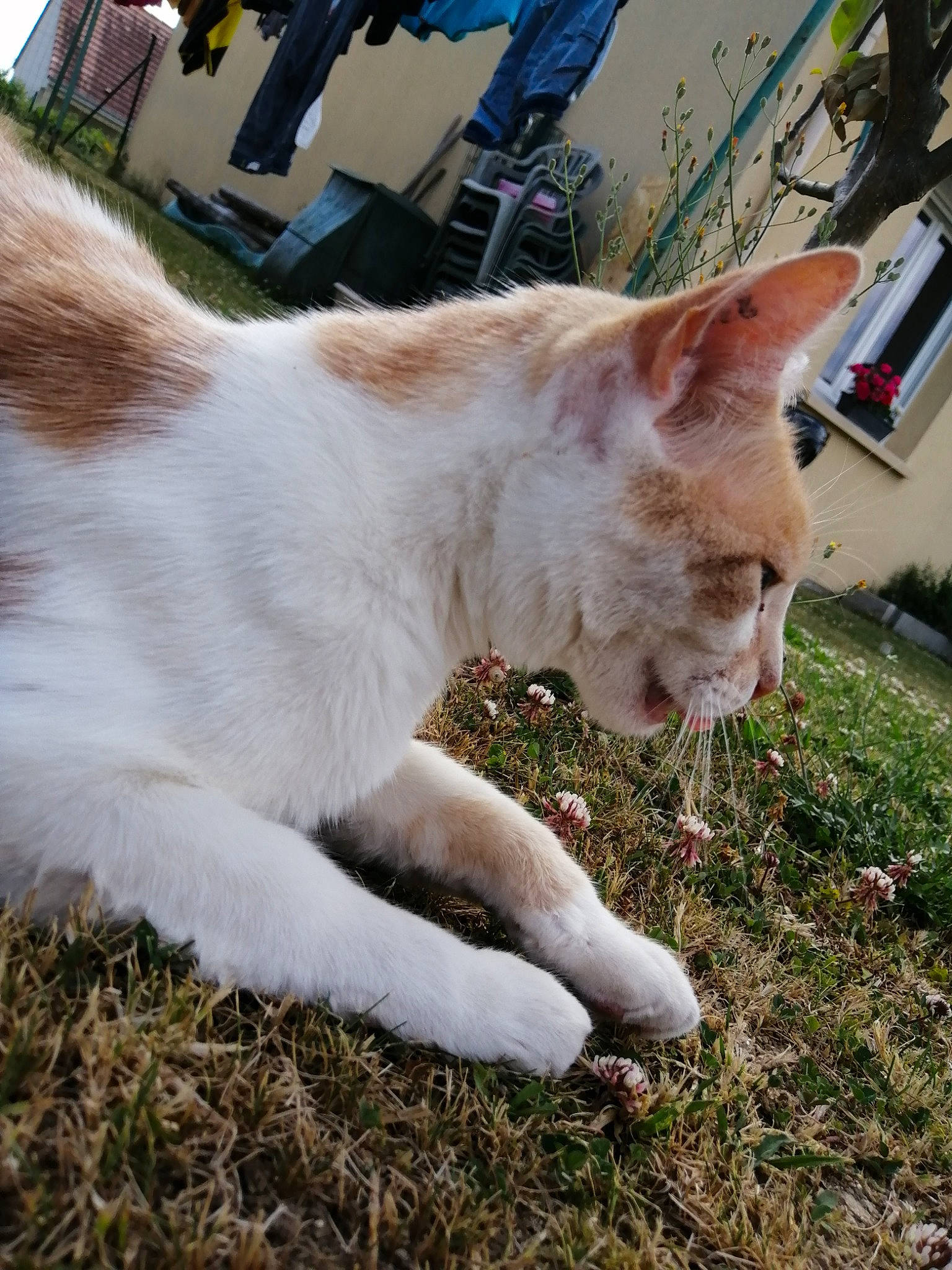 Nougat a rejoint le concours — aidez-le/la à gagner de superbes lots ! aegean_cat, carnivore, cat, fawn, felidae, fur, german_rex, grass, plant, small_to_medium_sized_cats, tail, turkish_van, whiskers