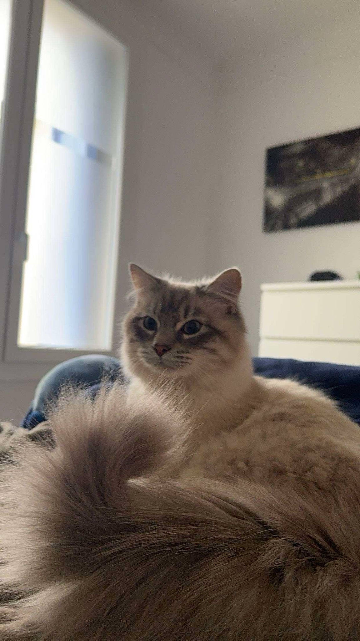 Minouille participe au concours pour gagner de l'argent avec cette photo : british_longhair, carnivore, cat, comfort, door, felidae, flooring, fur, hardwood, paw, persian, ragdoll, room, small_to_medium_sized_cats, snout, tail, terrestrial_animal, whiskers, window, wood