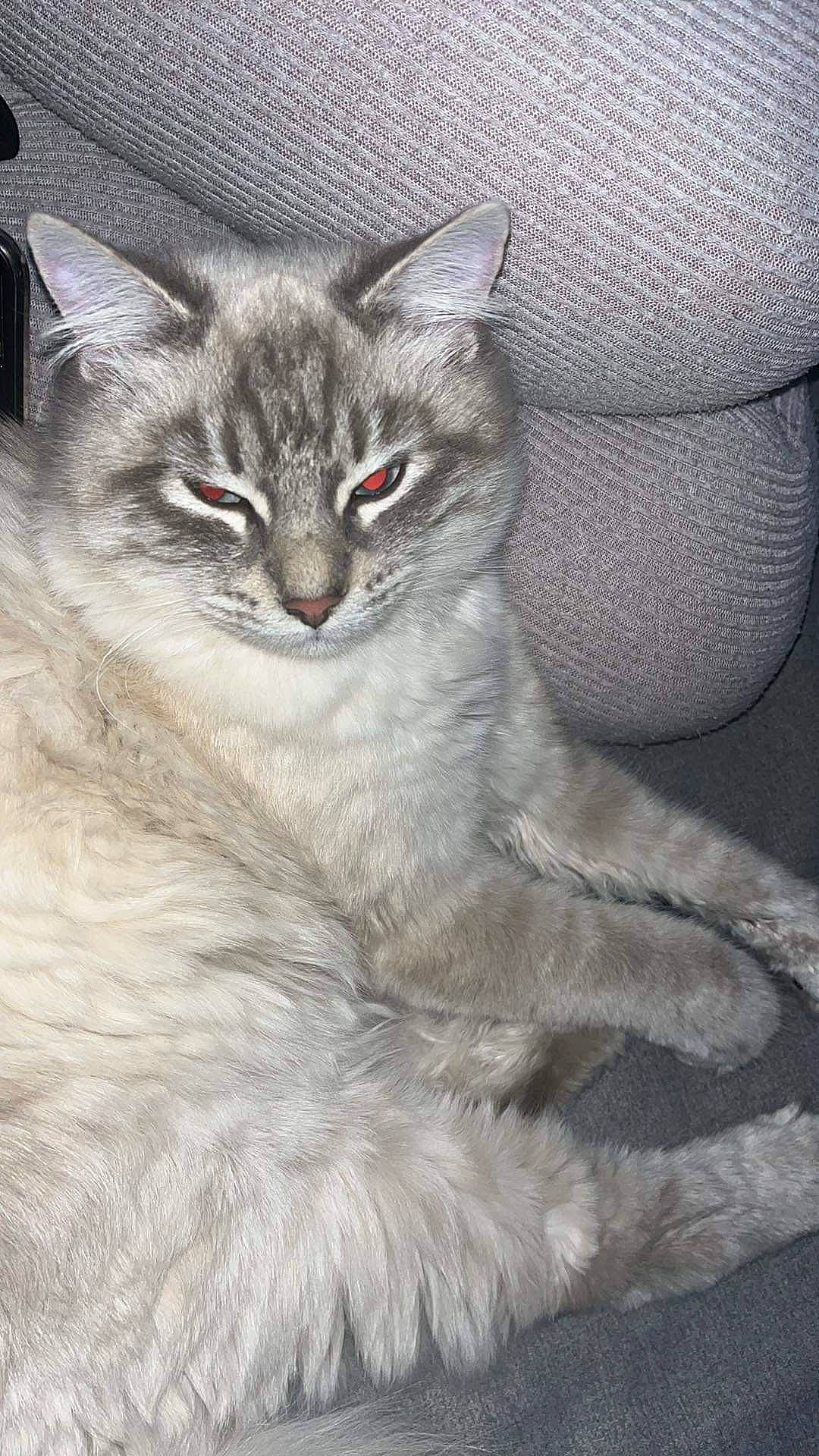 Minouille a rejoint le concours — aidez-le/la à gagner de superbes lots ! carnivore, cat, claw, comfort, domestic_short_haired_cat, eye, felidae, fur, grey, iris, lynx, small_to_medium_sized_cats, snout, terrestrial_animal, whiskers, wildlife, window