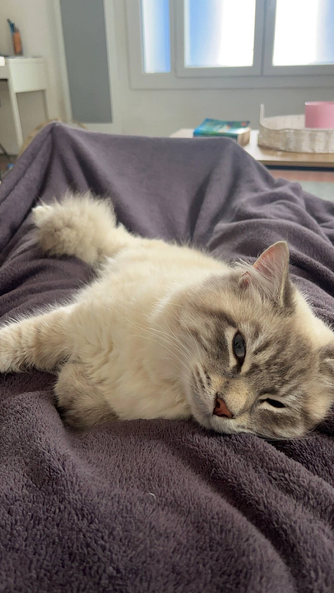 Minouille participe au concours pour gagner de l'argent avec cette photo : bedding, carnivore, cat, claw, comfort, couch, domestic_short_haired_cat, fawn, felidae, fur, nap, paw, picture_frame, room, sleep, small_to_medium_sized_cats, snout, tail, whiskers, window