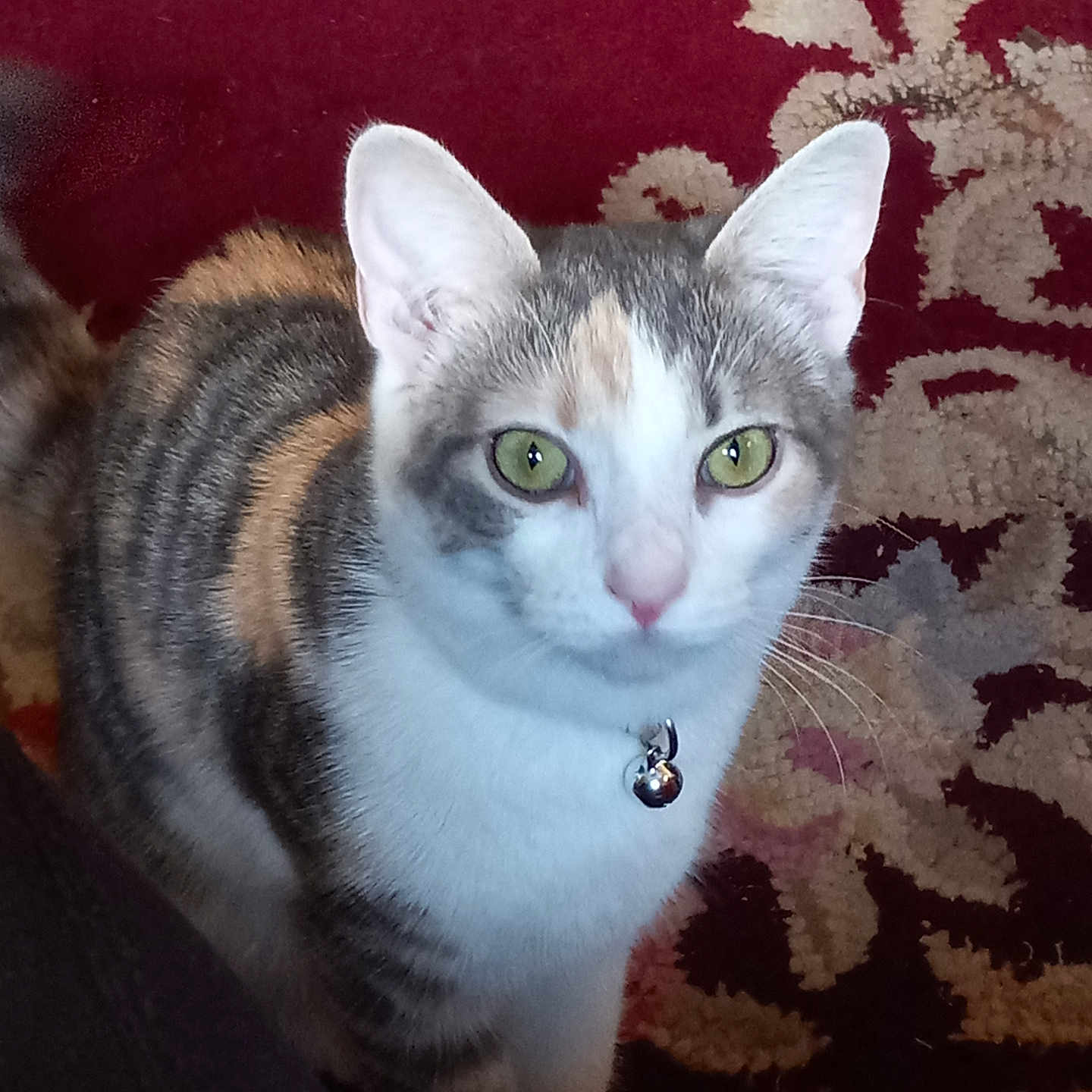 Callie joined the competition — help win amazing prizes! abyssinian, accessories, angora, animal, blanket, cat, collar, couch, diamond, egyptiancat, furniture, gemstone, homedecor, jewelry, kitten, manx, necklace, pet, siamese, strap