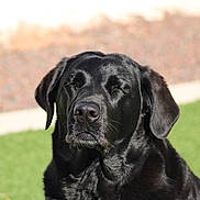 Daisy Mae is registered to the contest to win money with this photo: dog, black_labrador, pet, outdoor, grass, sunlight, animal, canine, portrait, sitting, closeup, fur, nature, daylight, eyes_closed, quiet, calm, muzzle, head, ears