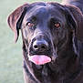 Daisy Mae is registered to the contest to win money with this photo: dog, black_dog, tongue, close_up, pet, animal, canine, outdoor, face, ears, fur, nose, expression, looking, muzzle, portrait, friendly, tongue_out, cute, domestic_animal