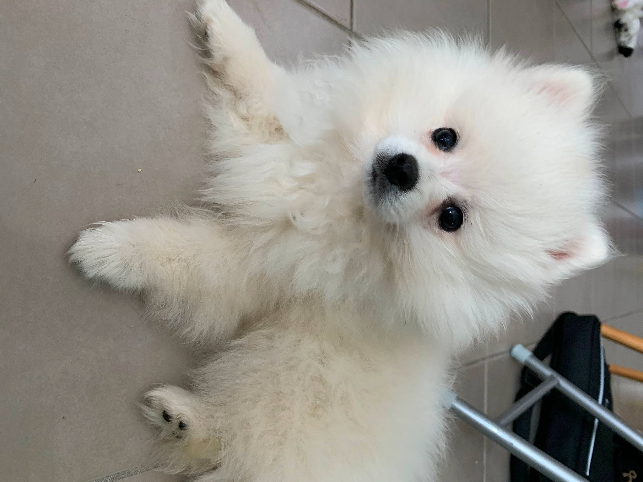 Rajah participe au concours pour gagner de l'argent avec cette photo : canidae, carnivore, companion_dog, dog, dog_breed, german_spitz, german_spitz_mittel, japanese_spitz, mammal, non_sporting_group, nose, pomeranian, puppy, samoyed, snout, spitz, toy_dog, vertebrate, volpino_italiano, whiskers