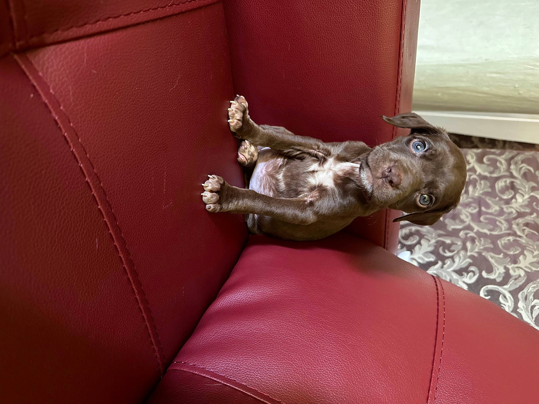 Miggy Jose is registered to the contest to win money with this photo: art, artifact, auto_part, car, carmine, comfort, fixture, human_leg, luxury_vehicle, metal, motor_vehicle, room, sculpture, vehicle, visual_arts, wood