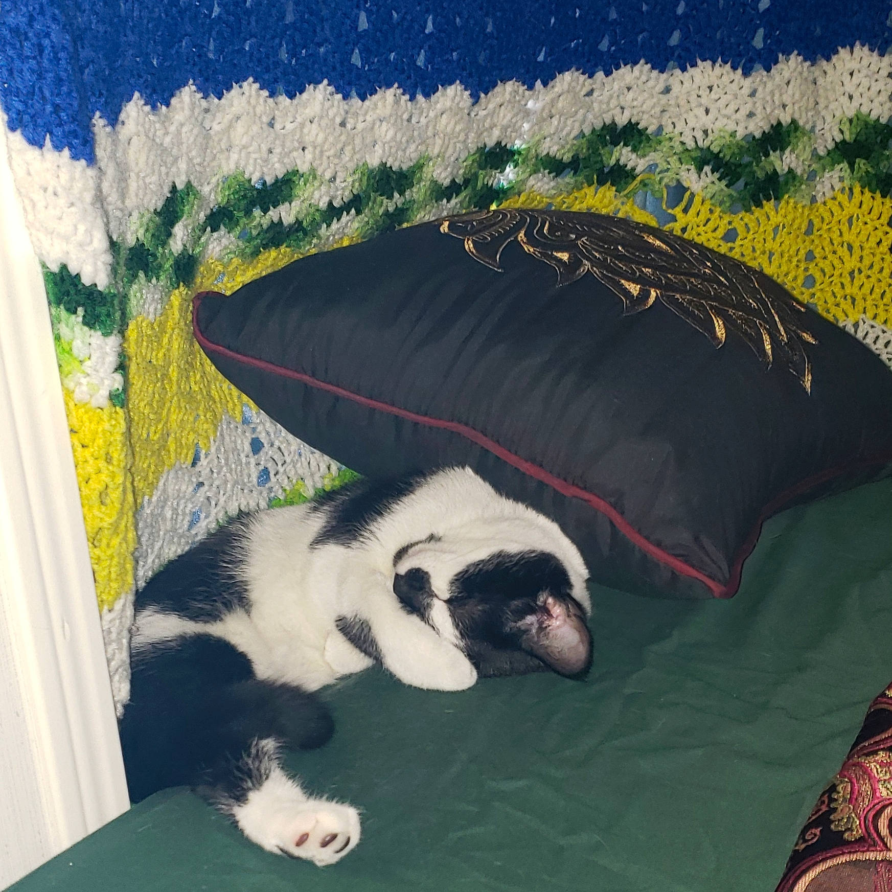 Oreo joined the competition — help win amazing prizes! canidae, carnivore, cat, nap