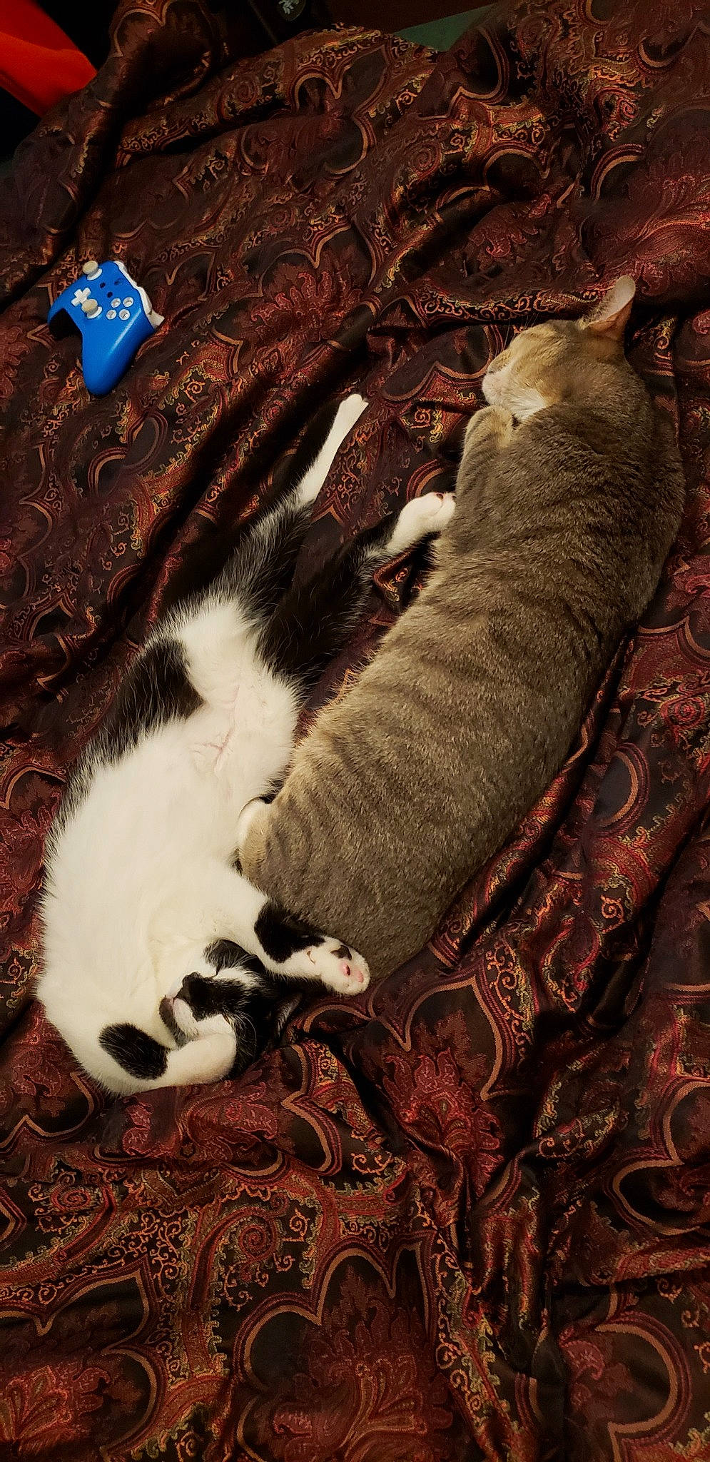 Oreo is registered to the contest to win money with this photo: carnivore, cat, european_shorthair, felidae, fur, kitten, small_to_medium_sized_cats, tail, whiskers