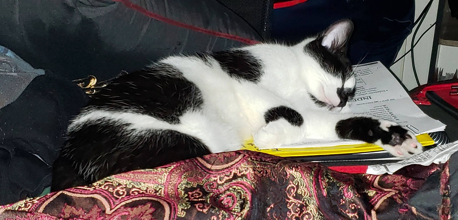 Oreo joined the competition — help win amazing prizes! american_wirehair, black_and_white, carnivore, cat, domestic_short_haired_cat, felidae, kitten, nap, polydactyl_cat, small_to_medium_sized_cats, tail, whiskers