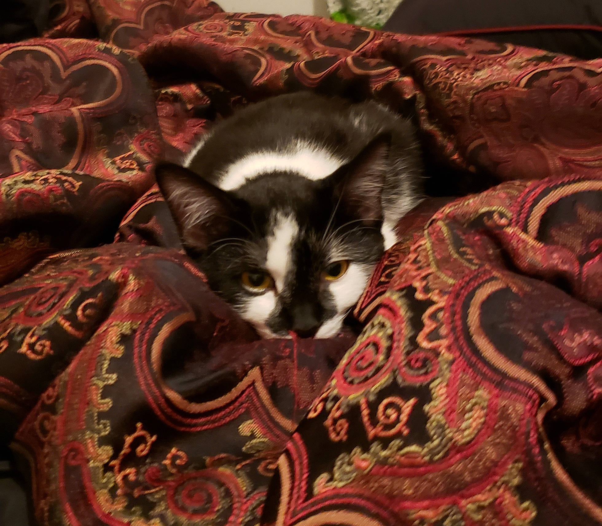 Oreo joined the competition — help win amazing prizes! asian, carnivore, cat, domestic_short_haired_cat, european_shorthair, felidae, fur, kitten, small_to_medium_sized_cats, whiskers