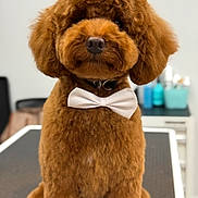 Lola is registered to the contest to win money with this photo: dog, poodle, brown, bow_tie, pet, grooming_table, fluffy, cute, indoor, animal, fur, portrait, sitting, collar, well_groomed, domestic_animal, face, nose, ears, black_nose