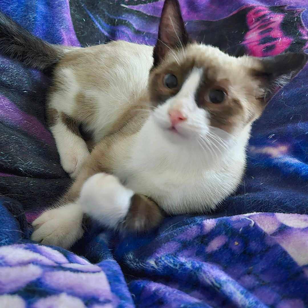 Kooky joined the competition — help win amazing prizes! abyssinian, animal, bed, bedroom, blanket, cat, face, furniture, head, homedecor, indoors, kitten, linen, manx, person, pet, purple, quilt, room, siamese