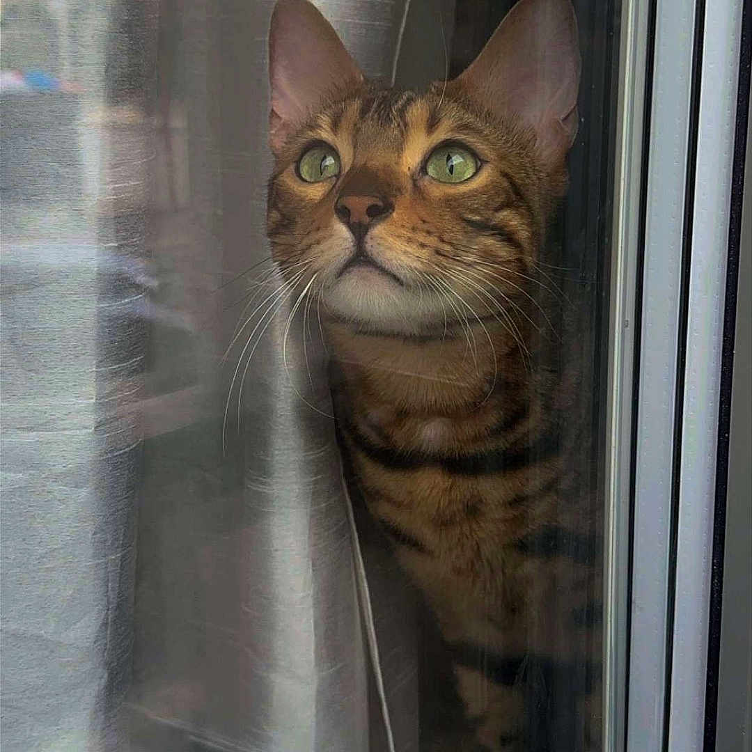 Humbie Minouche a rejoint le concours — aidez-le/la à gagner de superbes lots ! animal, cat, closeup, curious, curtain, domestic, ears, face, feline, fur, glass, green_eyes, house, indoor, looking_up, pet, reflection, tabby, whiskers, window