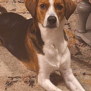 Brownie is registered to the contest to win money with this photo: alert, animal, brown_and_white, carpet, dog, floppy_ears, furniture, home, hound, indoor, living_room, long_legs, looking_at_camera, lying_down, pet, portrait, relaxed, rug, table, white_chest