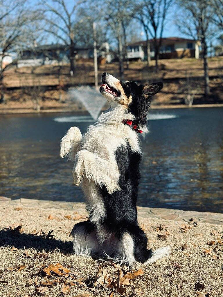 Jackson is registered to the contest to win money with this photo: canidae, carnivore, collar, companion_dog, dog, dog_breed, dog_collar, fur, herding_dog, hunting_dog, lake, leash, recreation, sky, soil, sporting_group, tail, tree, water, working_dog