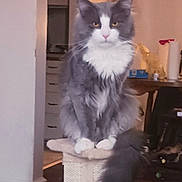 Binx is registered to the contest to win money with this photo: cat, gray_cat, white_cat, fluffy_cat, indoor, scratching_post, furniture, shelf, decor, pet, animal, tail, wooden_floor, house, room, domestic_cat, looking, sitting, fur, whiskers