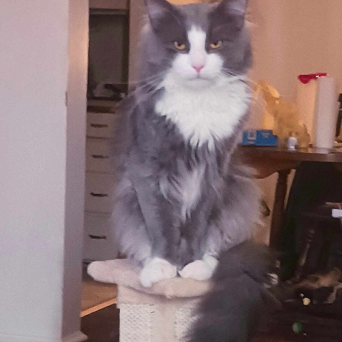 Binx is registered to the contest to win money with this photo: cat, gray_cat, white_cat, fluffy_cat, indoor, scratching_post, furniture, shelf, decor, pet, animal, tail, wooden_floor, house, room, domestic_cat, looking, sitting, fur, whiskers