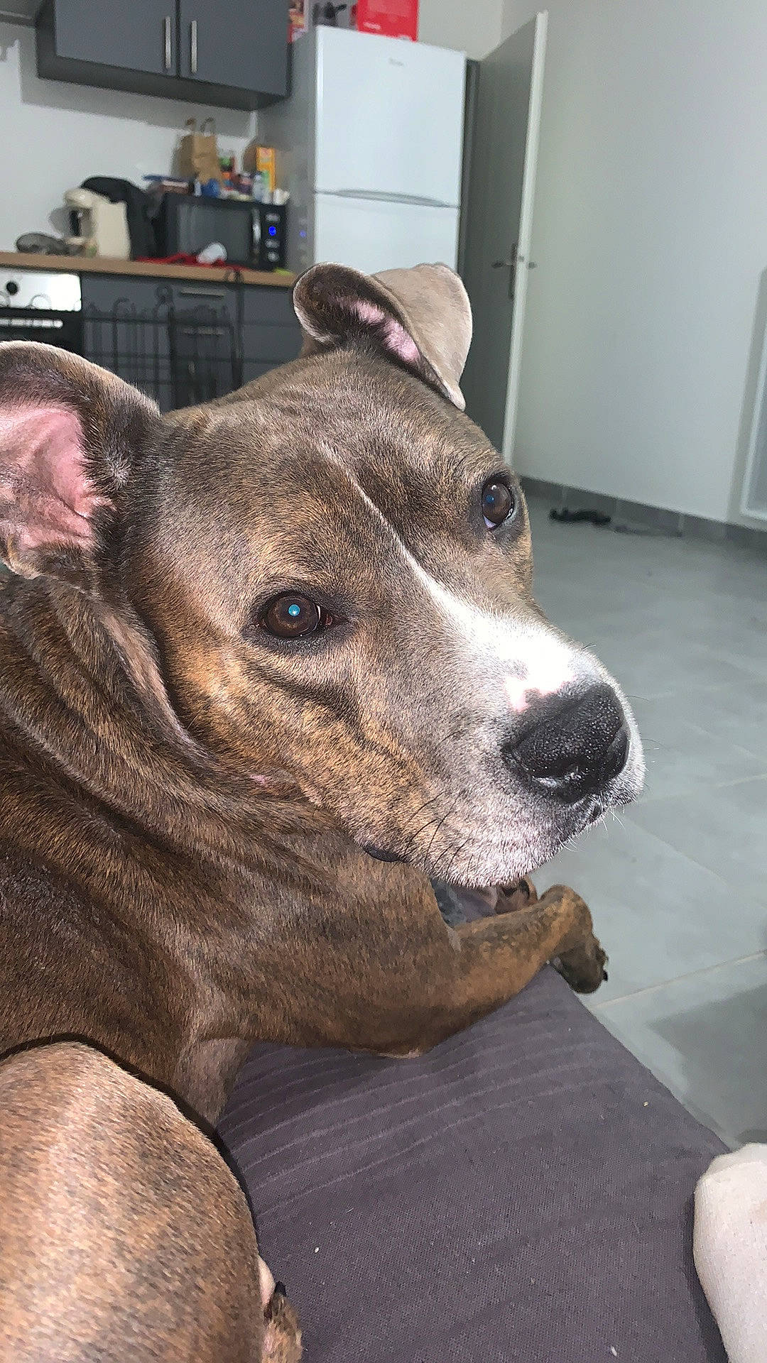 Faust participe au concours pour gagner de l'argent avec cette photo : american_pit_bull_terrier, american_staffordshire_terrier, canidae, carnivore, dog, dog_breed, ear, fawn, mammal, non_sporting_group, nose, pit_bull, snout, vertebrate, whiskers