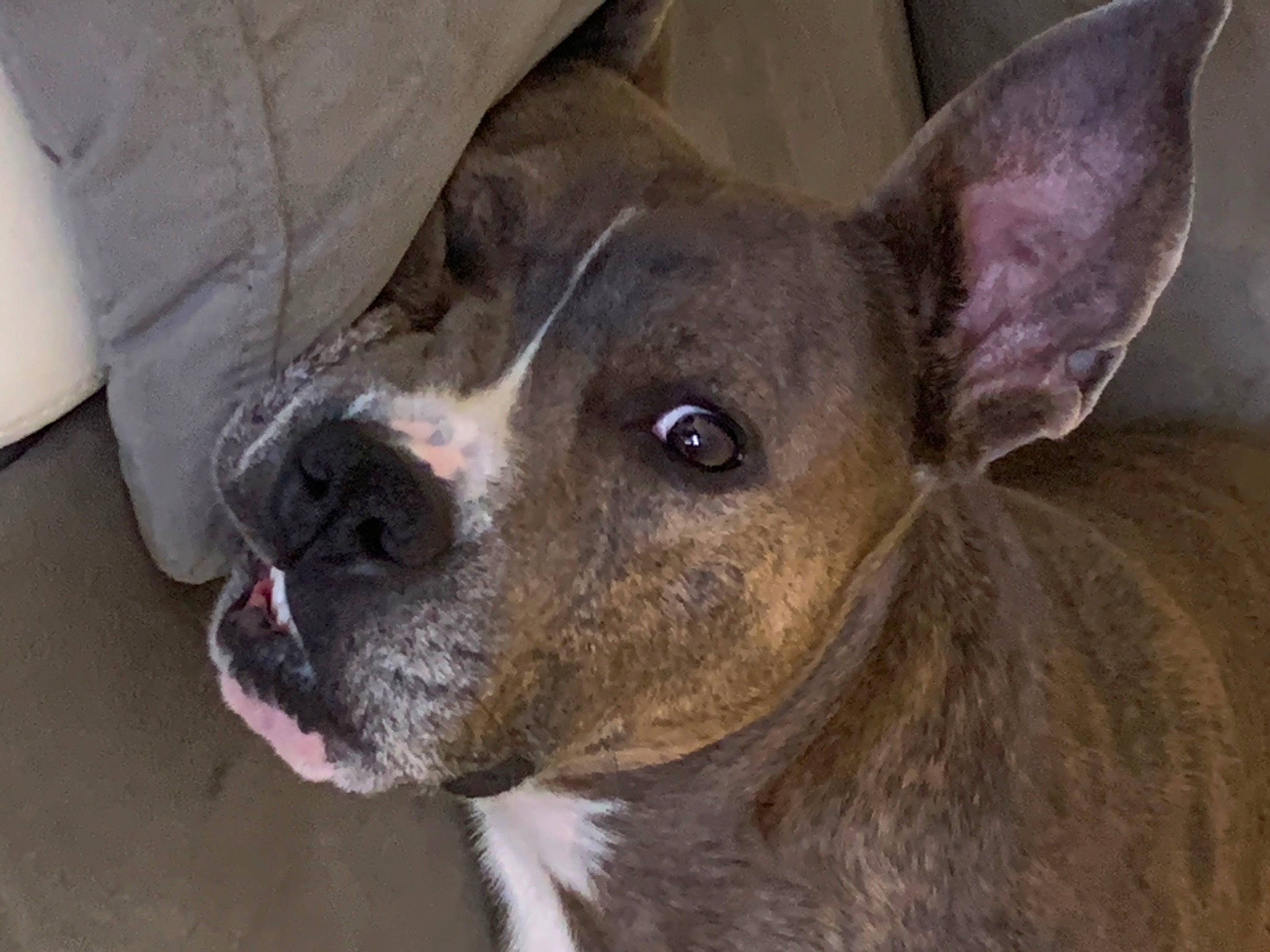 Faust participe au concours pour gagner de l'argent avec cette photo : american_pit_bull_terrier, american_staffordshire_terrier, boston_terrier, canidae, carnivore, companion_dog, dog, dog_breed, ear, fawn, mammal, non_sporting_group, nose, pit_bull, rare_breed_dog, snout, sporting_group, valley_bulldog, vertebrate, whiskers