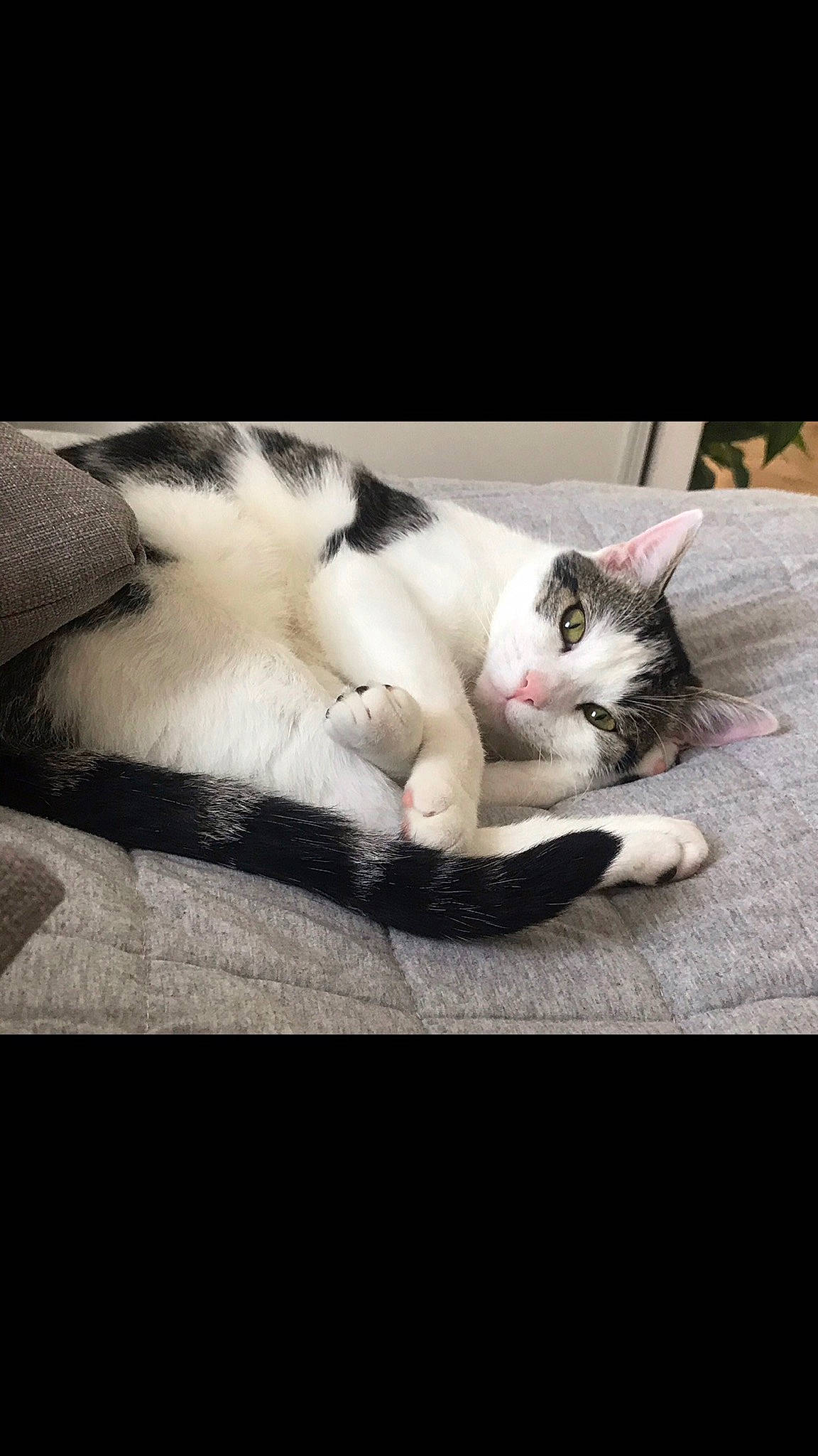 Pooky participe au concours pour gagner de l'argent avec cette photo : carnivore, cat, cloud, comfort, domestic_short_haired_cat, felidae, fur, grey, mammal, metal, monochrome_photography, nap, paw, photo_caption, small_to_medium_sized_cats, snout, square, tail, whiskers, wood