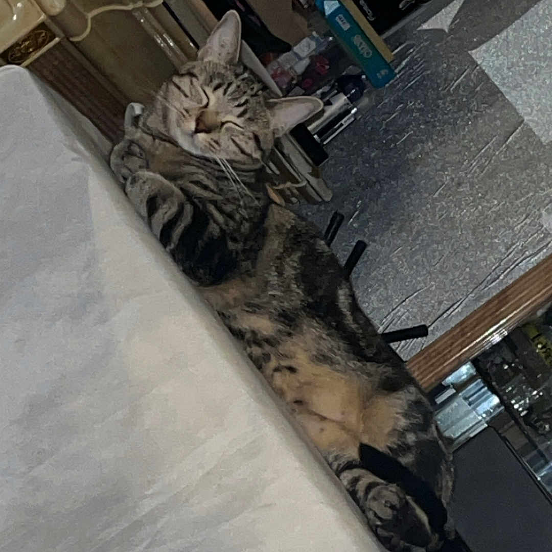 Tigrou a rejoint le concours — aidez-le/la à gagner de superbes lots ! animal, cat, comfortable, cozy, domestic_animal, eyes_closed, fur, furniture, household_items, indoor, living_room, lounging, mammal, pet, relaxed, resting, sleeping, striped, tabby, table