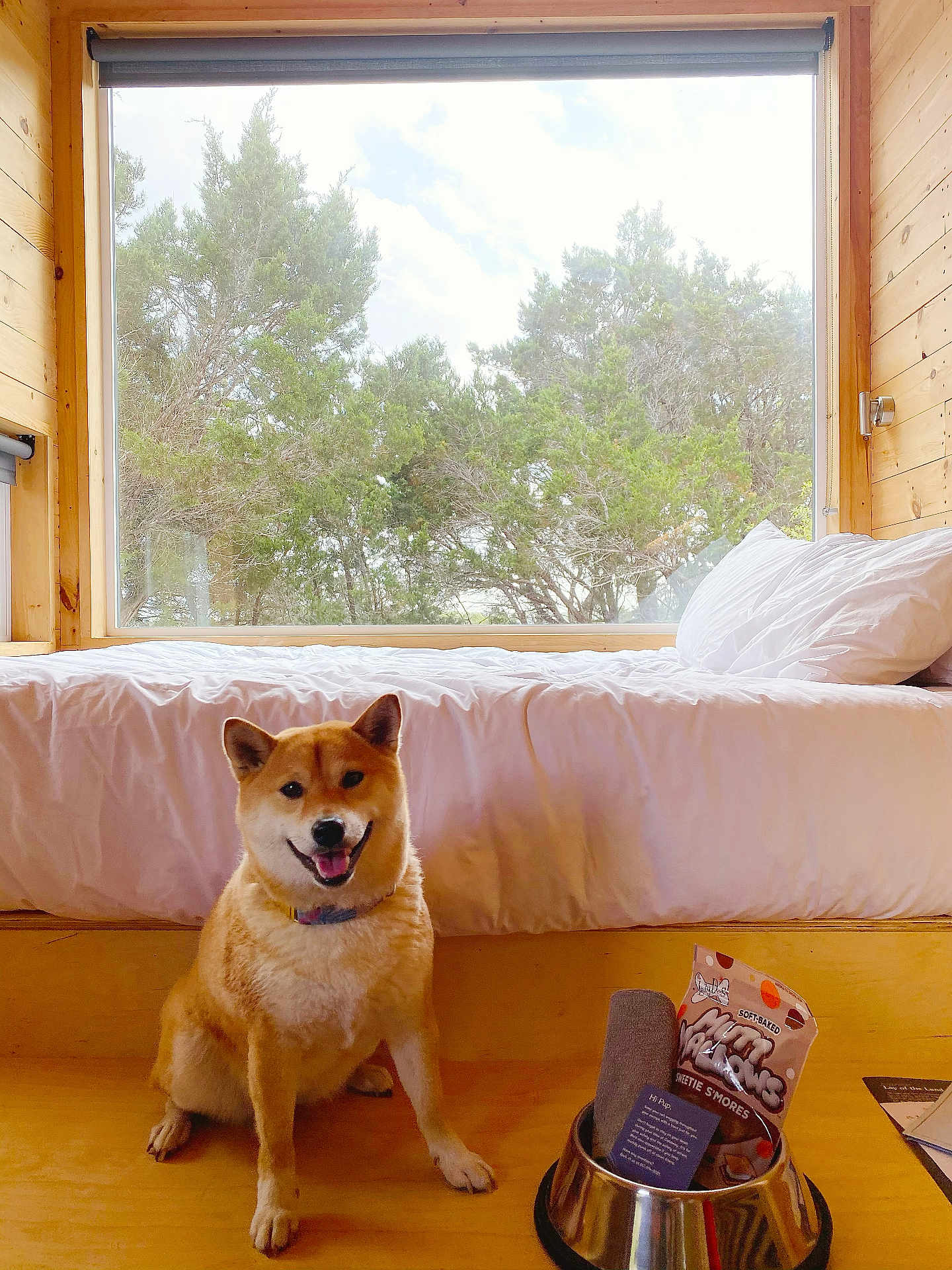Totoro joined the competition — help win amazing prizes! dog, shiba_inu, pet, indoor, wooden_floor, bed, white_bedding, window, trees, greenery, dog_bowl, dog_toy, treats, smiling, happy, collar, cozy, natural_light, home, animal