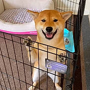 Totoro joined the competition — help win amazing prizes! shiba_inu, dog, exercise_pen, pet_bed, water_bowl, indoor, carpet, smiling, happy, pet, fence, animal, cute, paw, playing, standing, tongue_out, cage, home, cozy
